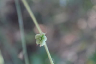 Delphinium pentagynum, photographed by Dyhia YOUSFI