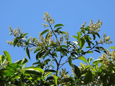 Staphylea formosana, photographed by Jacy Chen