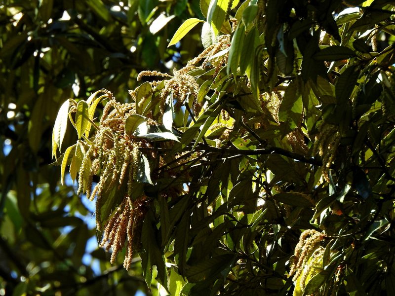 Quercus gilva, photographed by Jacy Chen