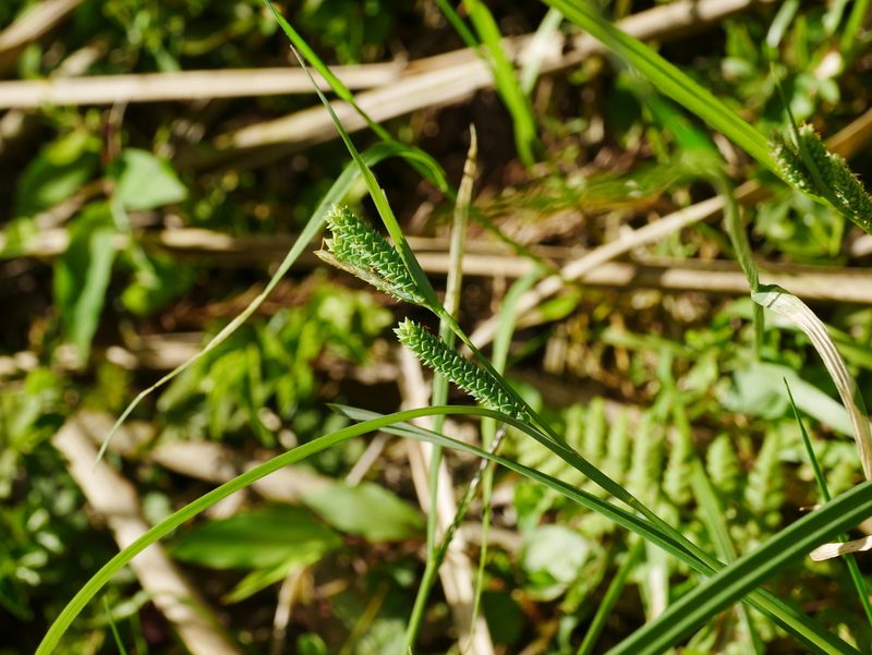 Carex maculata, photographed by Jacy Chen