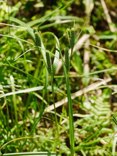 Carex maculata, photographed by Jacy Chen