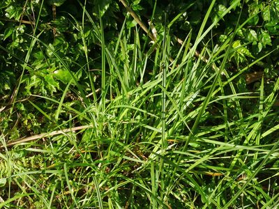 Carex maculata, photographed by Jacy Chen