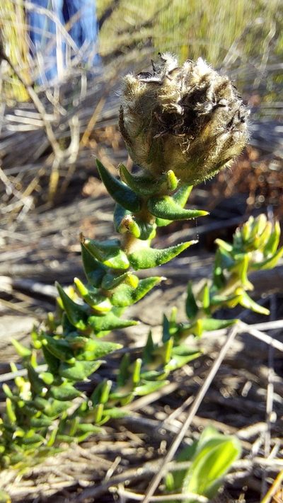 Phylica harveyi, photographed by Jacques van der Merwe
