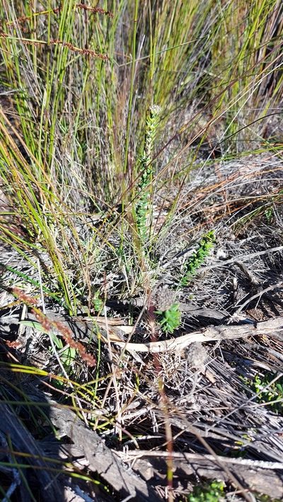 Phylica harveyi, photographed by Jacques van der Merwe