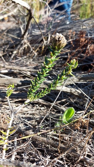 Phylica harveyi, photographed by Jacques van der Merwe