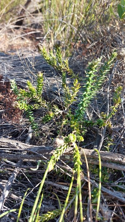 Phylica harveyi, photographed by Jacques van der Merwe