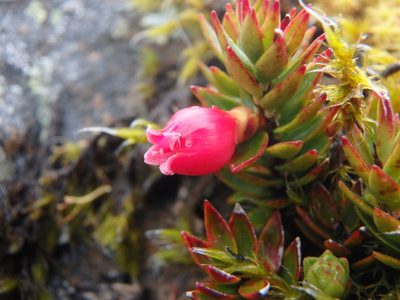 Disterigma empetrifolium, photographed by Daniel Cahen