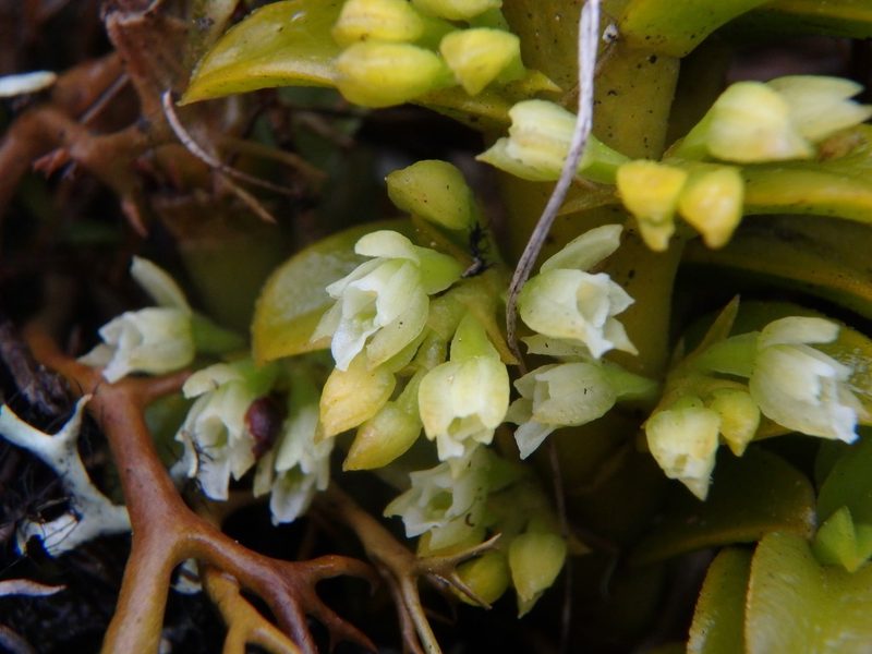 Fernandezia squarrosa, photographed by Daniel Cahen