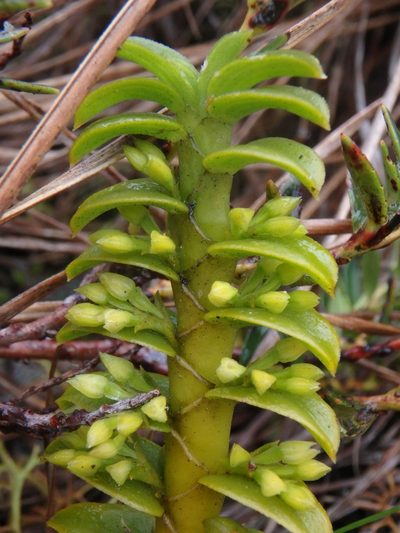 Fernandezia squarrosa, photographed by Daniel Cahen