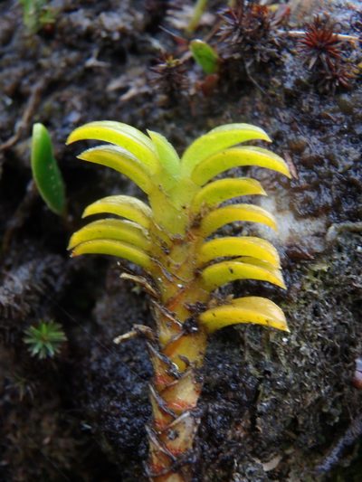 Fernandezia squarrosa, photographed by Daniel Cahen