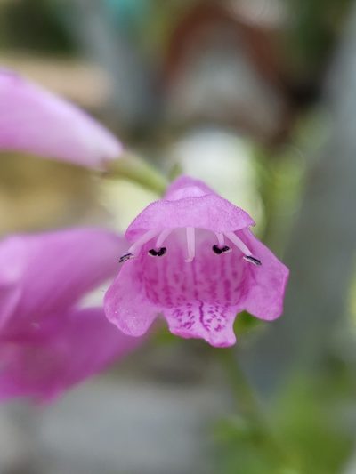 Physostegia leptophylla, photographed by Alex Abair