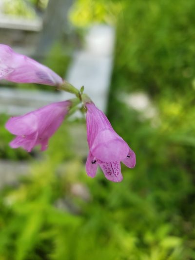 Physostegia leptophylla, photographed by Alex Abair