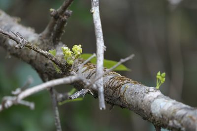 Meyna laxiflora, photographed by Dinesh Valke