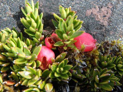 Disterigma empetrifolium, photographed by Daniel Cahen