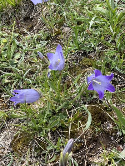 Campanula tridentata, photographed by Марина Ландшафтное бюро LOOK