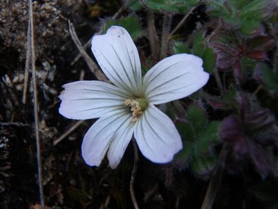 Geranium sibbaldioides, photographed by Daniel Cahen