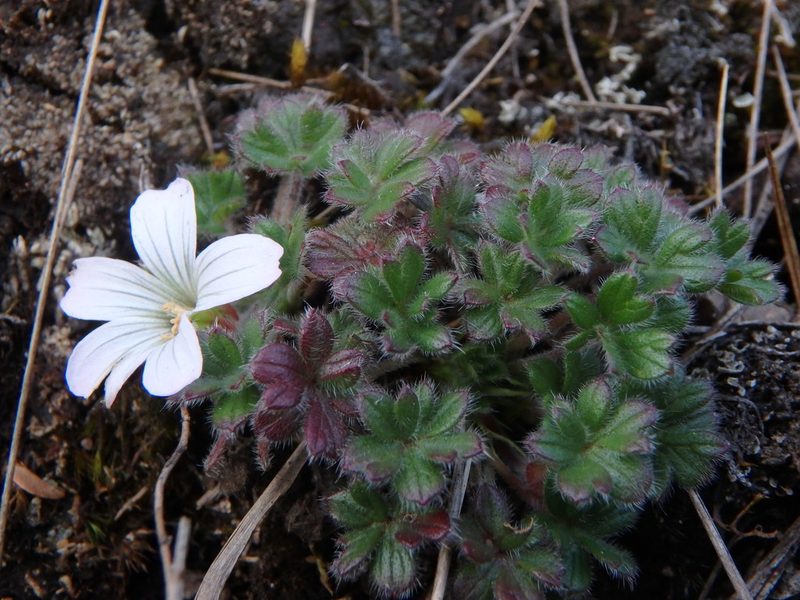 Geranium sibbaldioides, photographed by Daniel Cahen