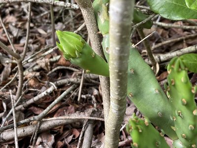 Opuntia drummondii, photographed by Reid Hardin