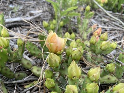 Opuntia drummondii, photographed by Reid Hardin