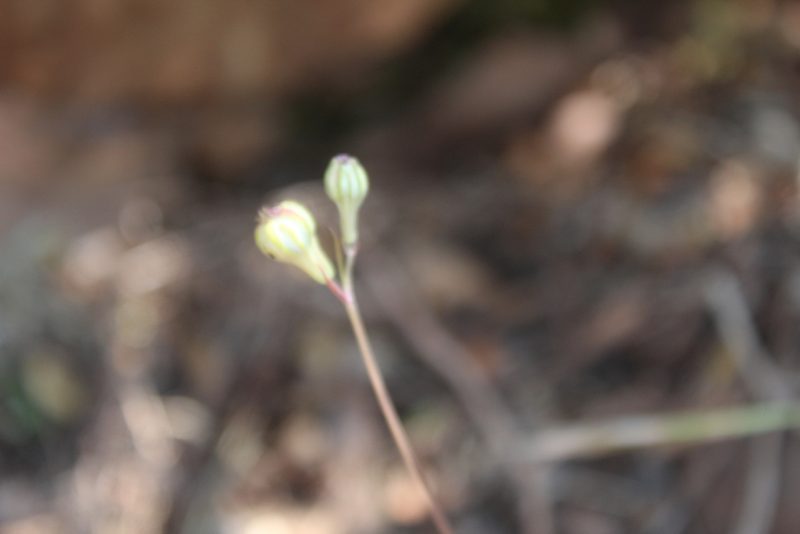 Silene secundiflora, photographed by Dyhia YOUSFI
