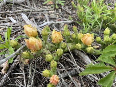 Opuntia drummondii, photographed by Reid Hardin