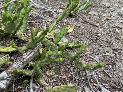 Opuntia drummondii, photographed by Reid Hardin