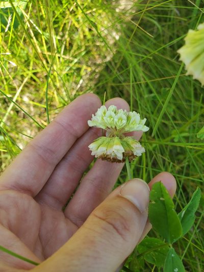 Trifolium reflexum, photographed by Katie Kucera