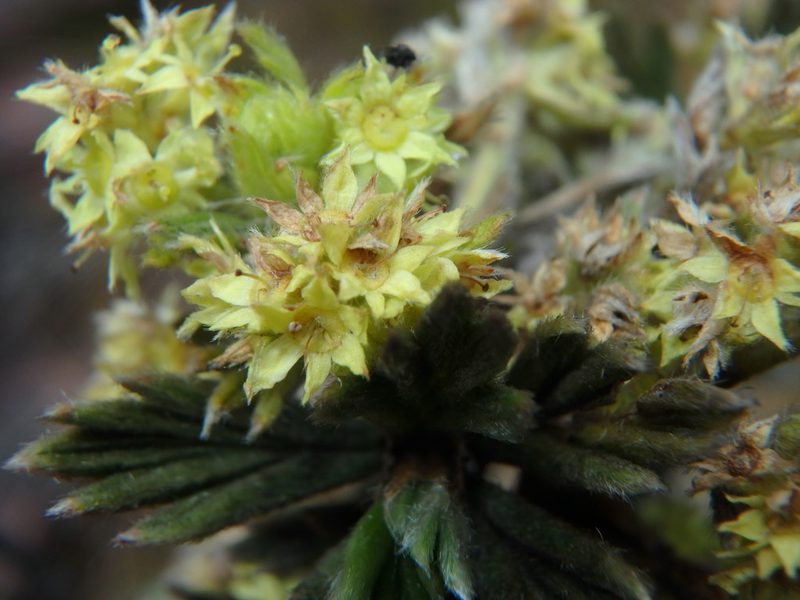 Alchemilla polylepis, photographed by Daniel Cahen