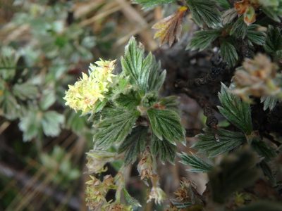 Alchemilla polylepis, photographed by Daniel Cahen
