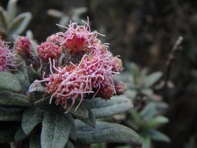 Ageratina gynoxoides, photographed by Daniel Cahen