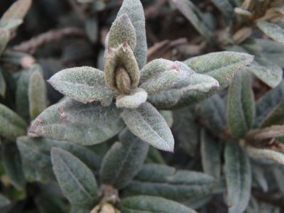 Ageratina gynoxoides, photographed by Daniel Cahen