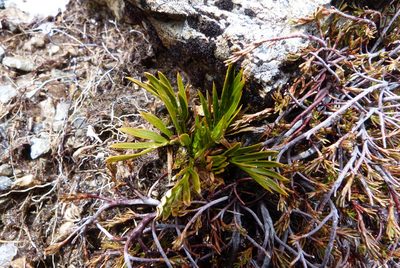 Aciphylla similis, photographed by Colin Meurk