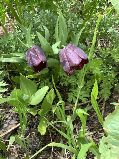 Fritillaria latifolia, photographed by Марина Ландшафтное бюро LOOK