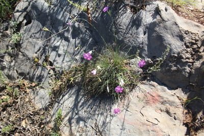 Dianthus sylvestris, photographed by Dyhia YOUSFI