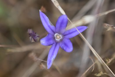 Brodiaea coronaria