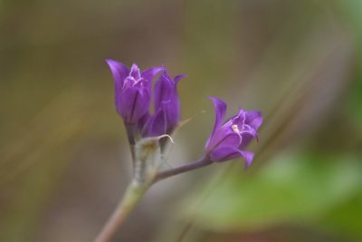 Allium acuminatum, photographed by Braden J. Judson
