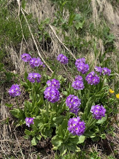 Primula auriculata, photographed by Марина Ландшафтное бюро LOOK