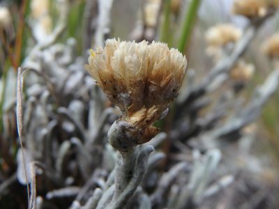 Achyrocline lehmannii, photographed by Daniel Cahen