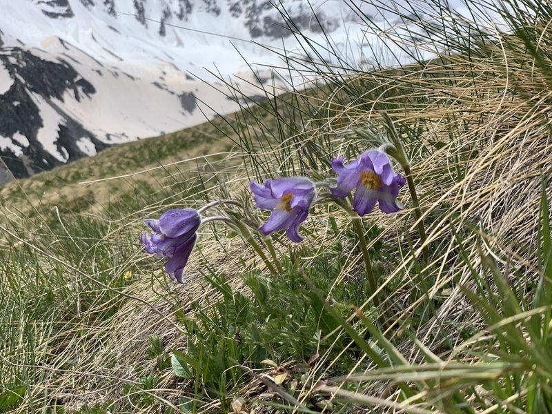 Pulsatilla violacea, photographed by Марина Ландшафтное бюро LOOK