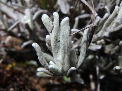 Achyrocline lehmannii, photographed by Daniel Cahen