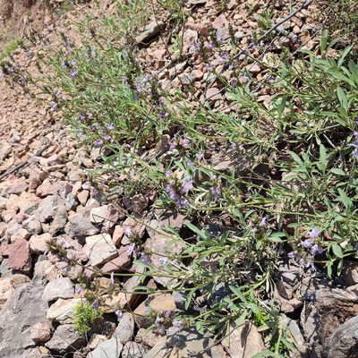 Salvia officinalis, photographed by Quentin Groom