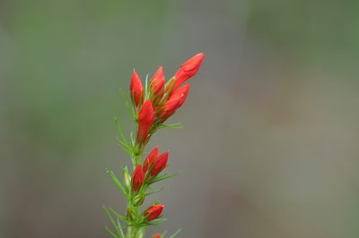 Ipomopsis rubra, photographed by brybrysciguy