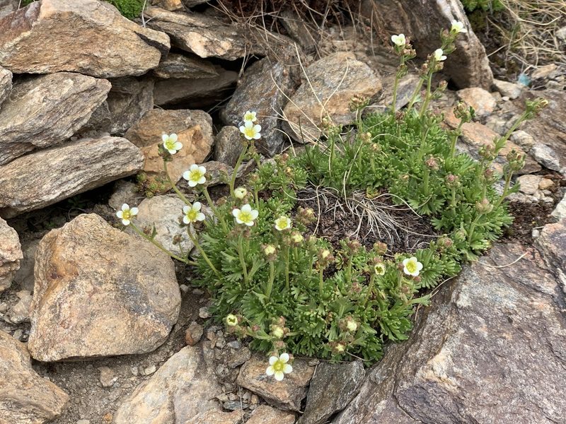 Saxifraga exarata, photographed by Марина Ландшафтное бюро LOOK
