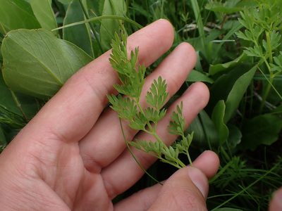Selinum carvifolia, photographed by Skjold Søndergaard