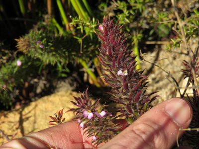 Muraltia thunbergii, photographed by Jeremy Gilmore