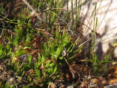 Dimorphotheca walliana, photographed by Jeremy Gilmore