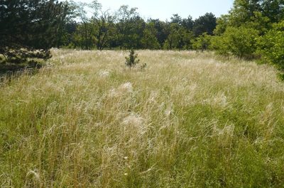 Stipa borysthenica, photographed by Roman