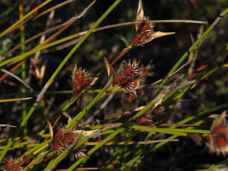 Hypodiscus alboaristatus, photographed by Jeremy Gilmore