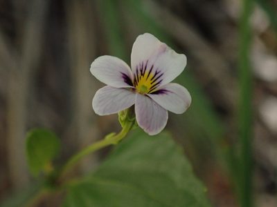 Viola cuneata, photographed by Nolan Exe