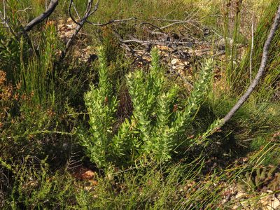 Leucospermum bolusii, photographed by Jeremy Gilmore